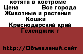 котята в костроме › Цена ­ 2 000 - Все города Животные и растения » Кошки   . Краснодарский край,Геленджик г.